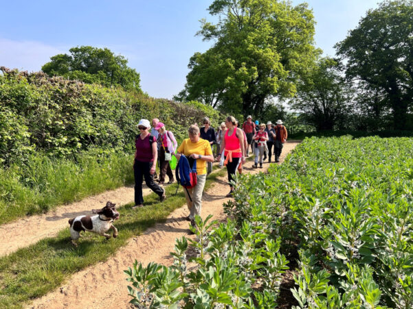 Group of people walking along a path