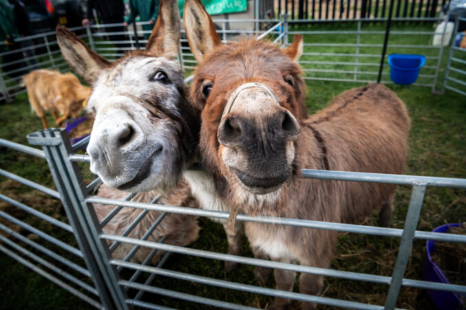 Two donkeys in a pen.