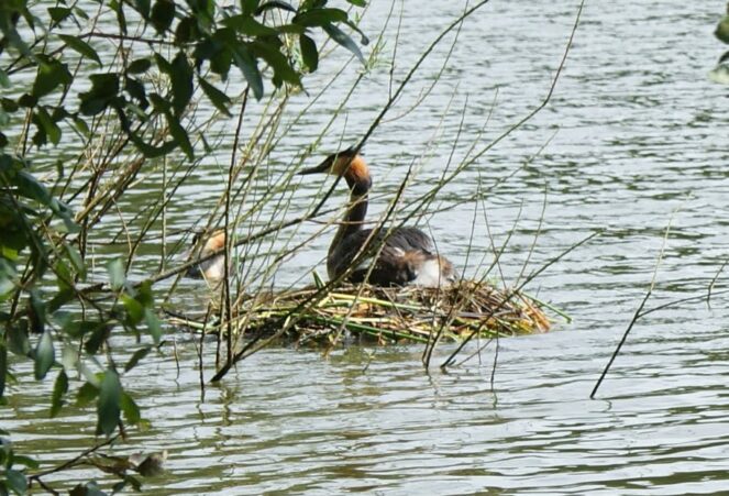 Grebe copyright FRMC 1