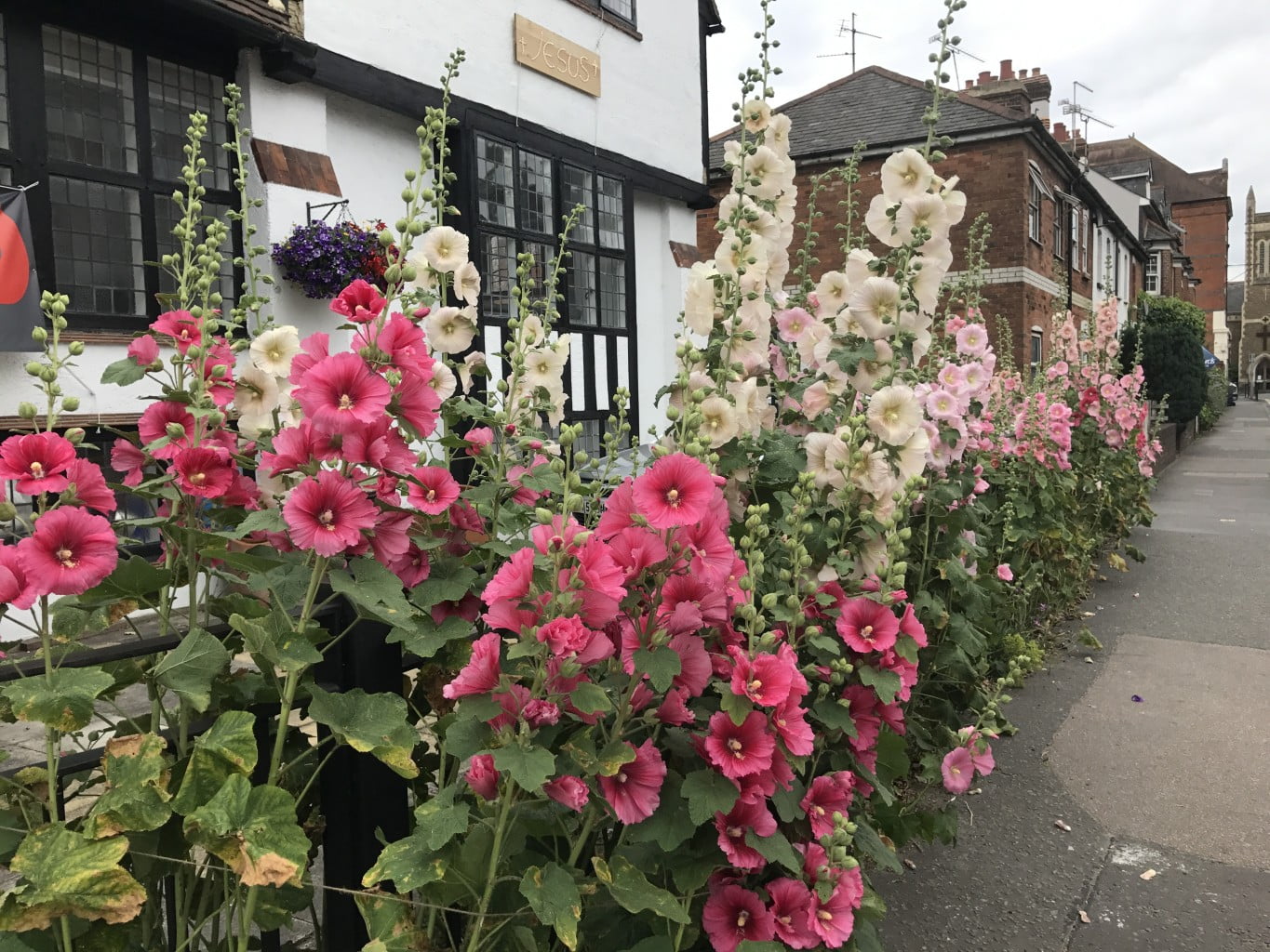 Pink and white hollyhocks