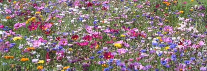 Wildflowers