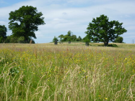 Park with long grass and trees in the background.