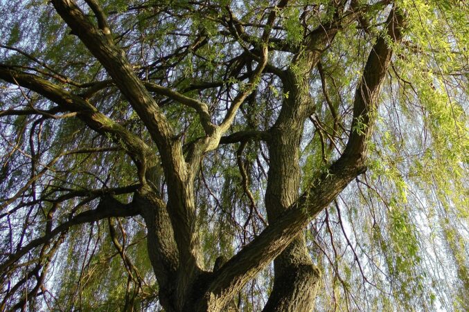 Canopy of a weeping willow tree.